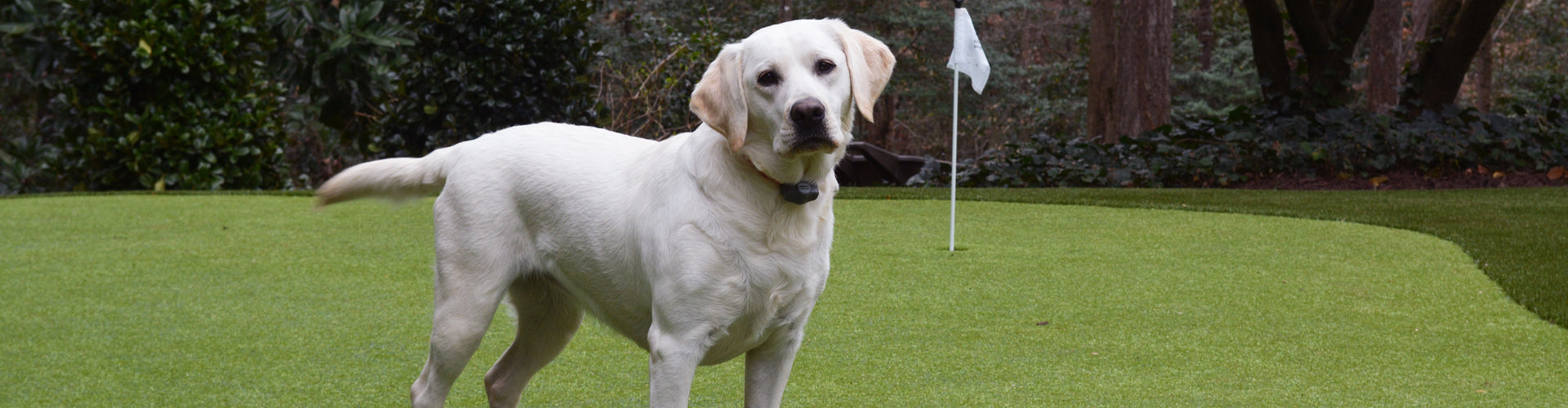 Choosing Artificial Turf For Pets