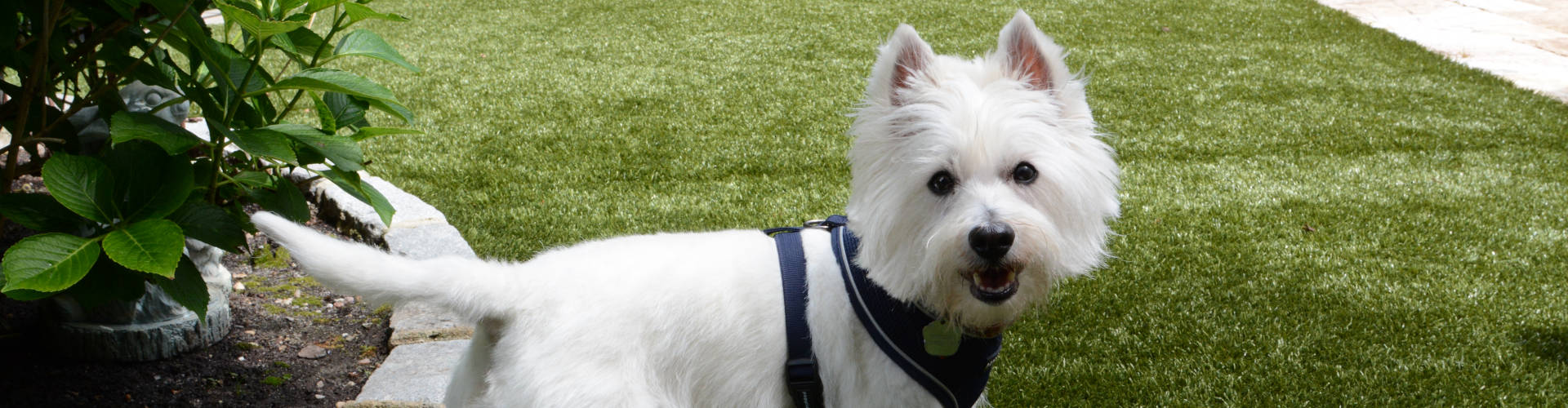 Pet Turf Maintenance
