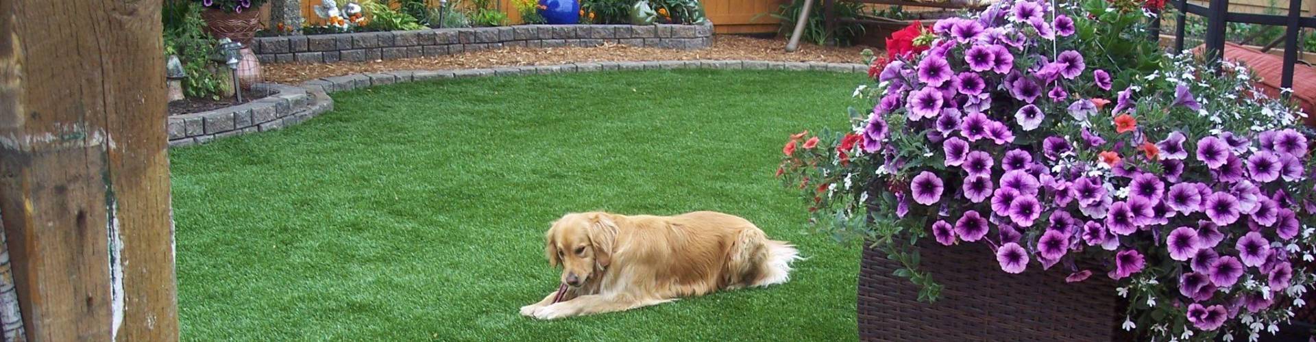 8 Frequently Asked Questions Regarding Synthetic Turf For Dogs
