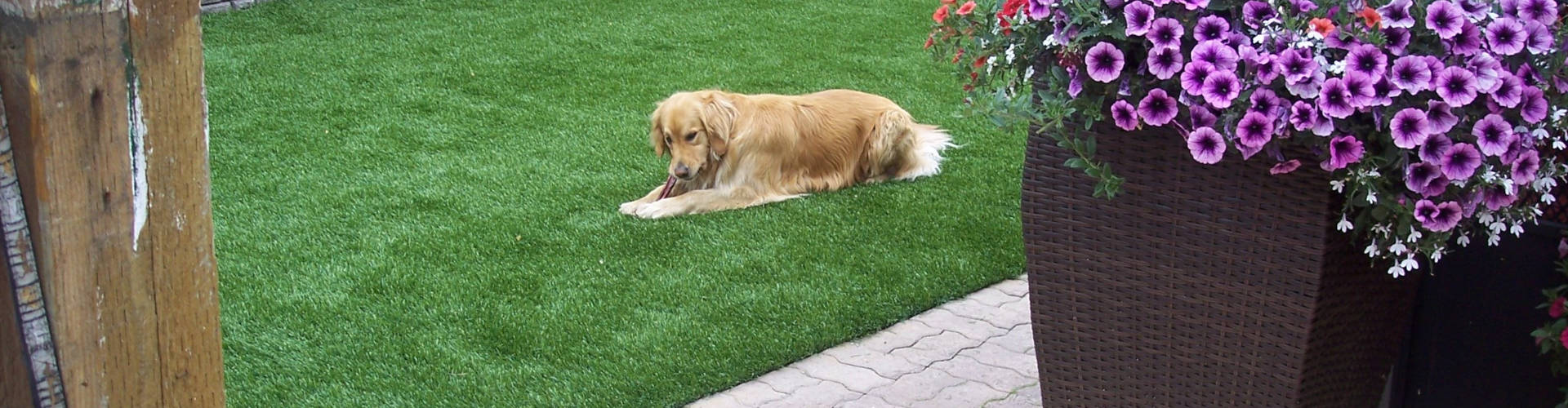 Unleashing New Potential with Artificial Pet Grass